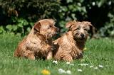 NORFOLK TERRIER 043